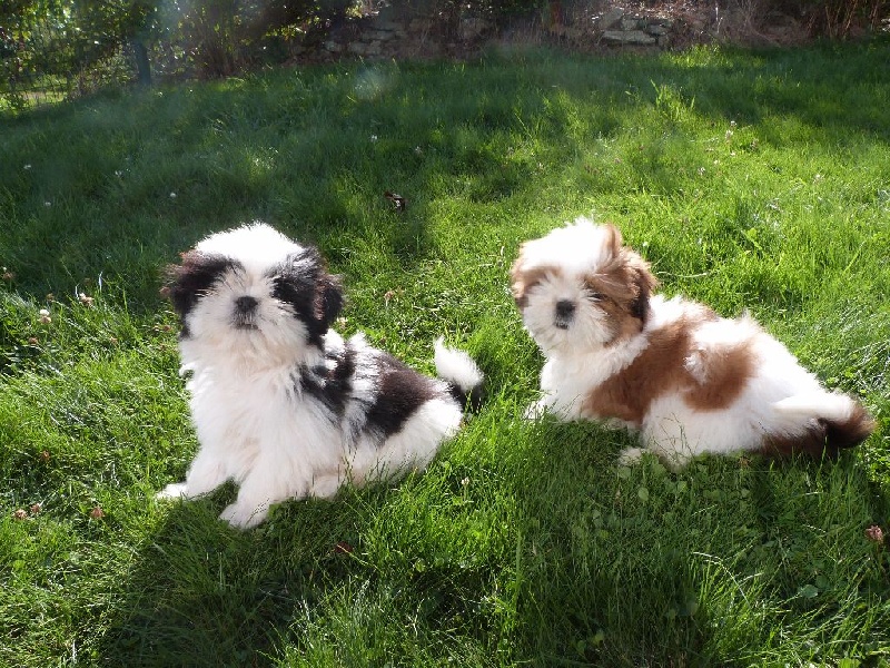 Du Domaine Mélénick - Shih Tzu - Portée née le 26/06/2015