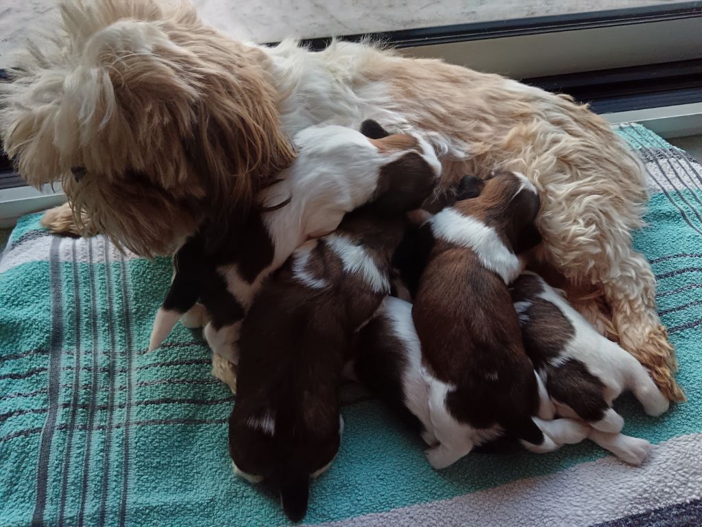 Chiot Shih Tzu Du Domaine Mélénick