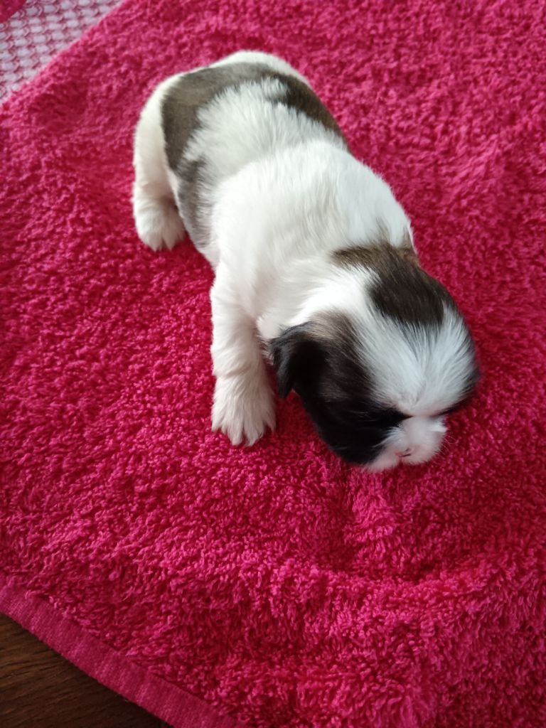 Du Domaine Mélénick - Chiots disponibles - Shih Tzu