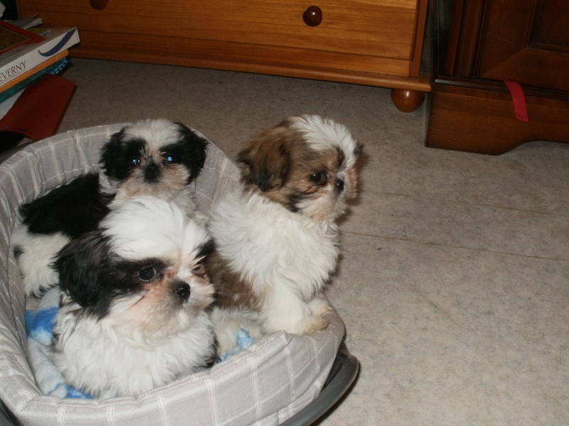 Chiot Shih Tzu Du Domaine Mélénick