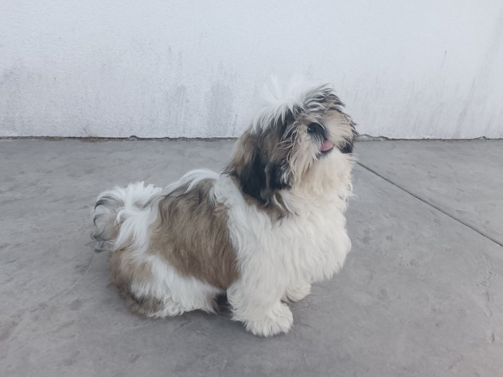 Du Domaine Mélénick - Chiots disponibles - Shih Tzu