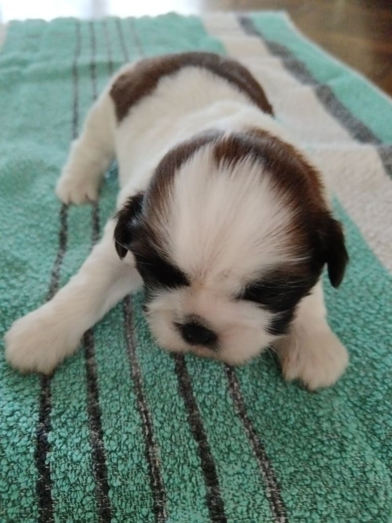 Du Domaine Mélénick - Chiots disponibles - Shih Tzu