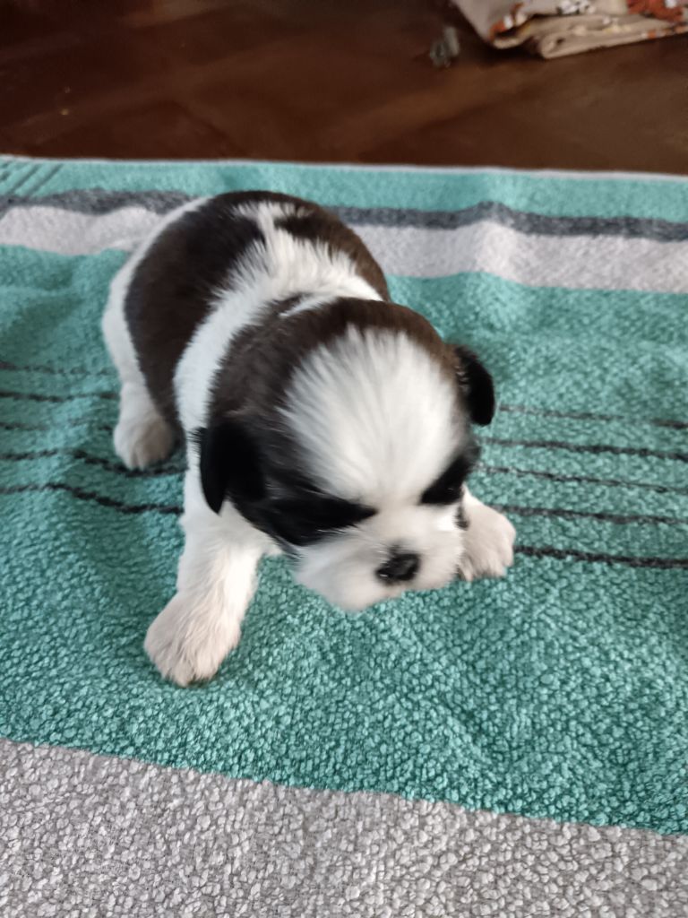 Du Domaine Mélénick - Chiots disponibles - Shih Tzu